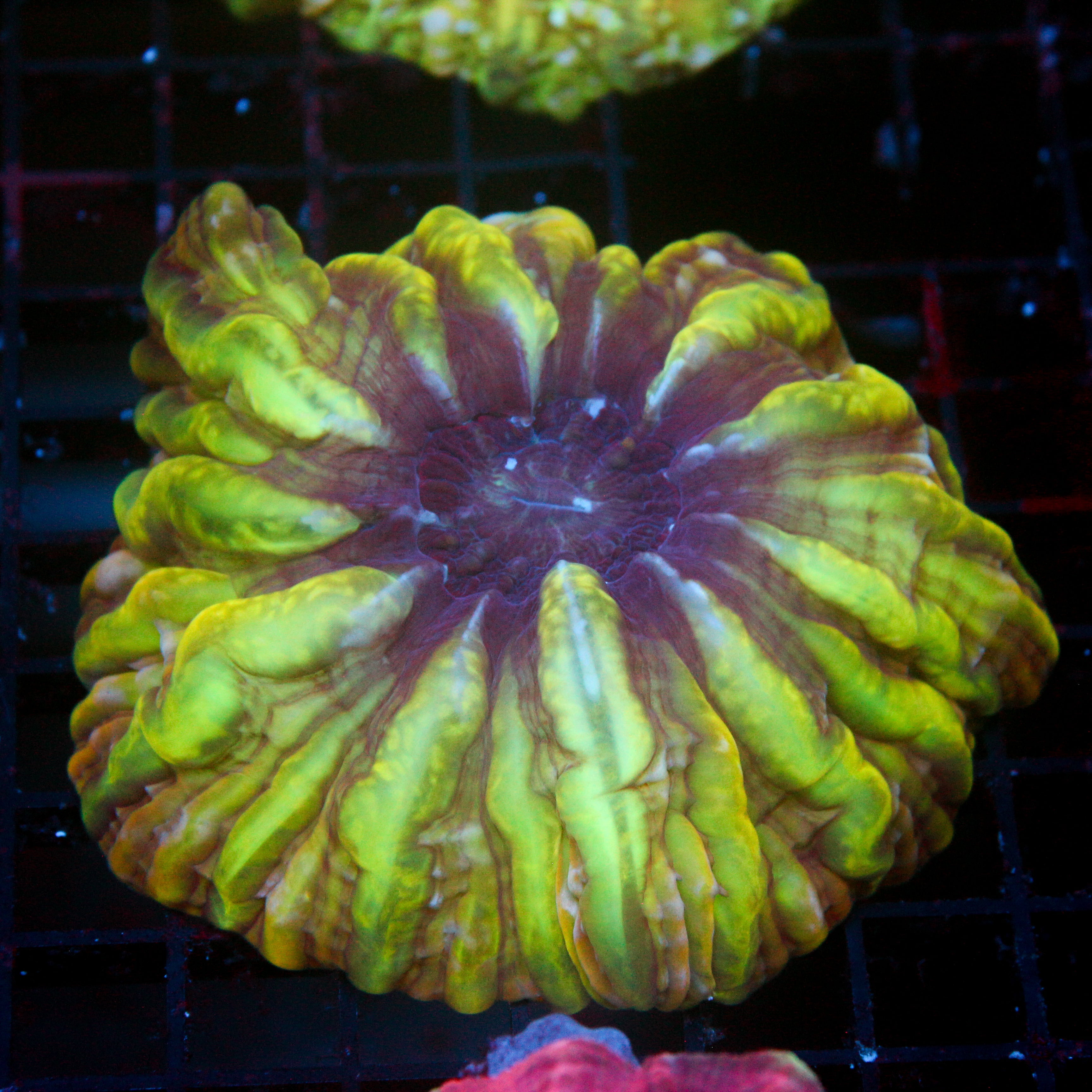 JC Slime Volcano Cynarina (MD)