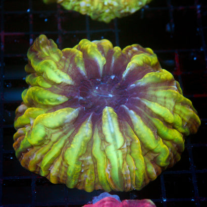JC Slime Volcano Cynarina (MD)