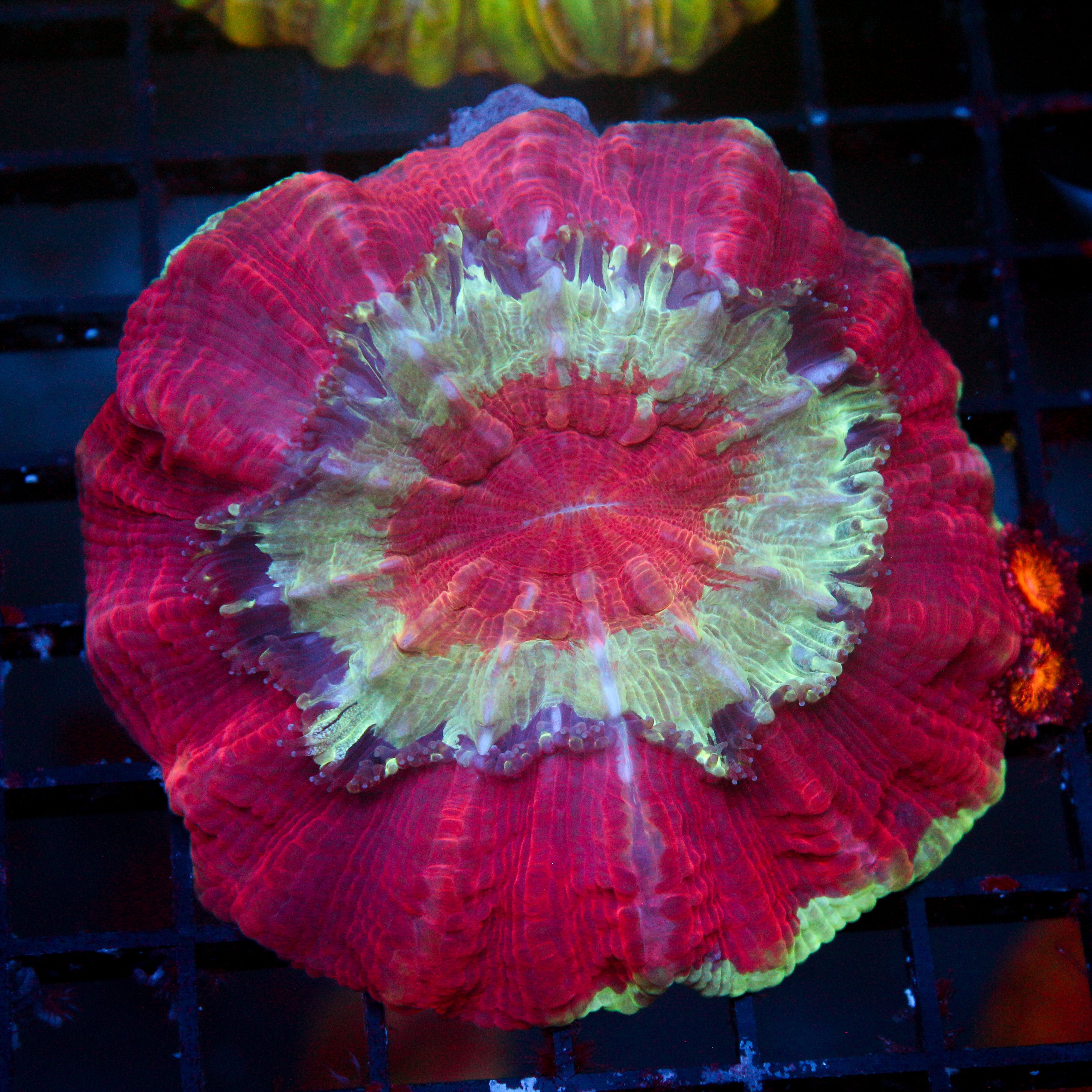 JC Red Monsoon Acantho
