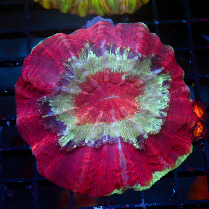 JC Red Monsoon Acantho