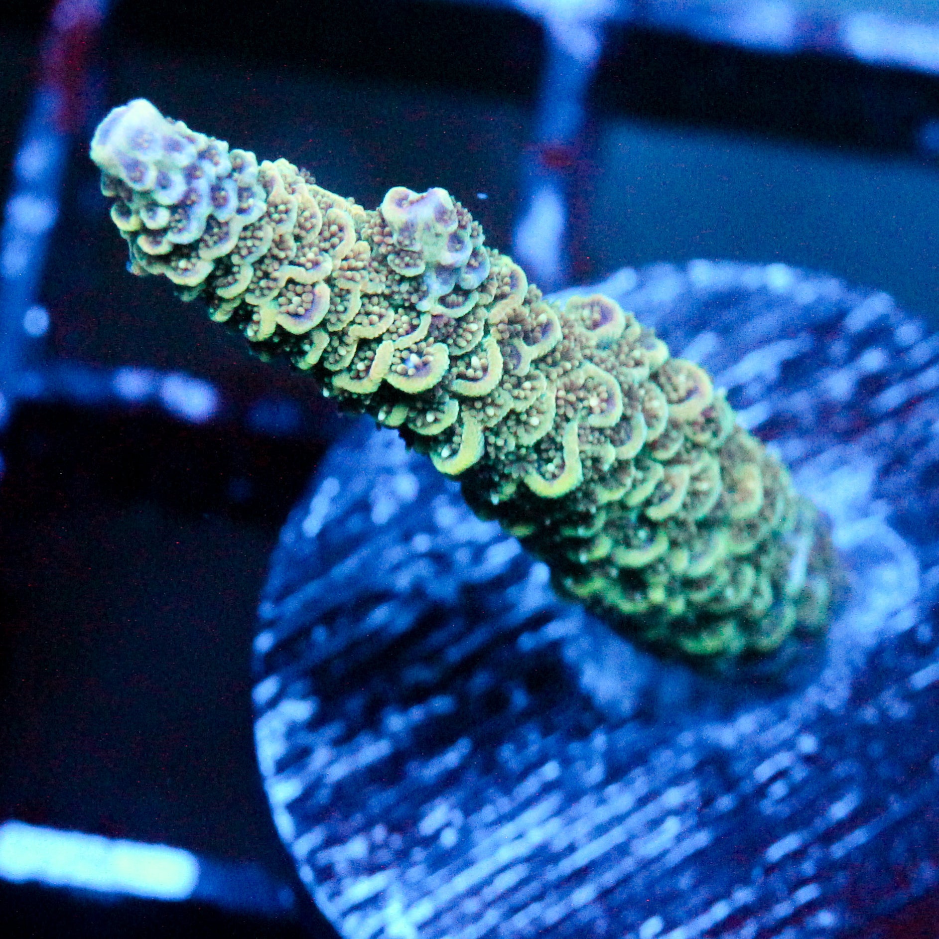 JC Rainbow Grass