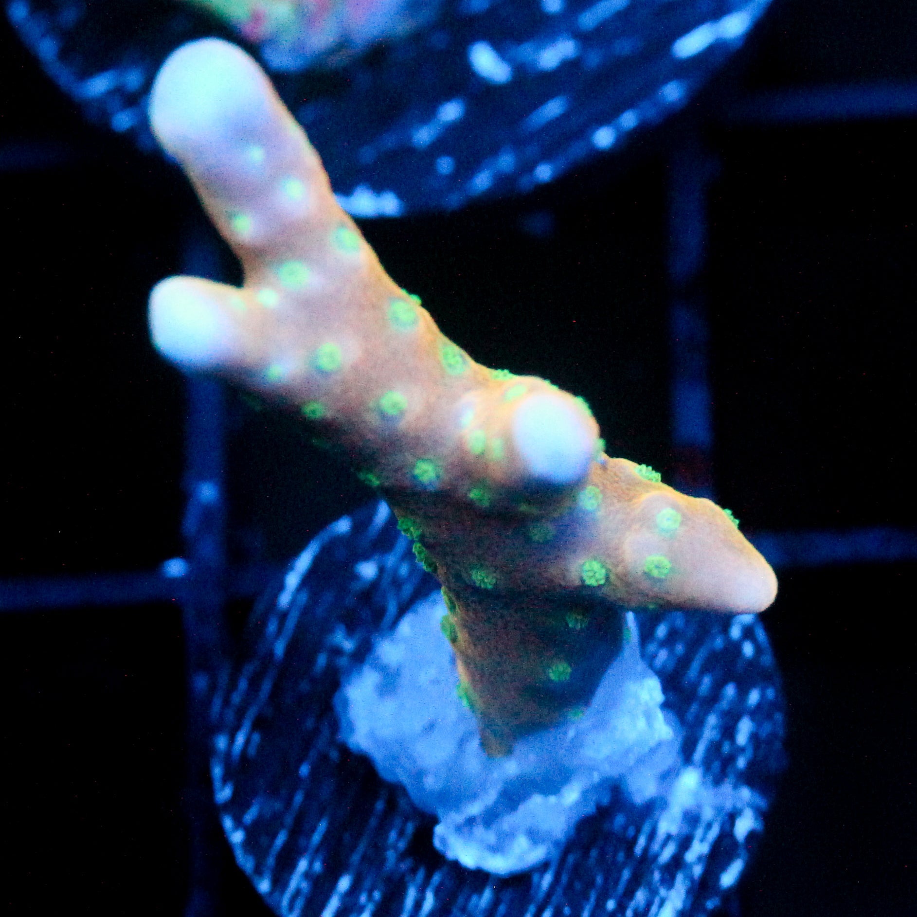 JC Tropicana Anacropora