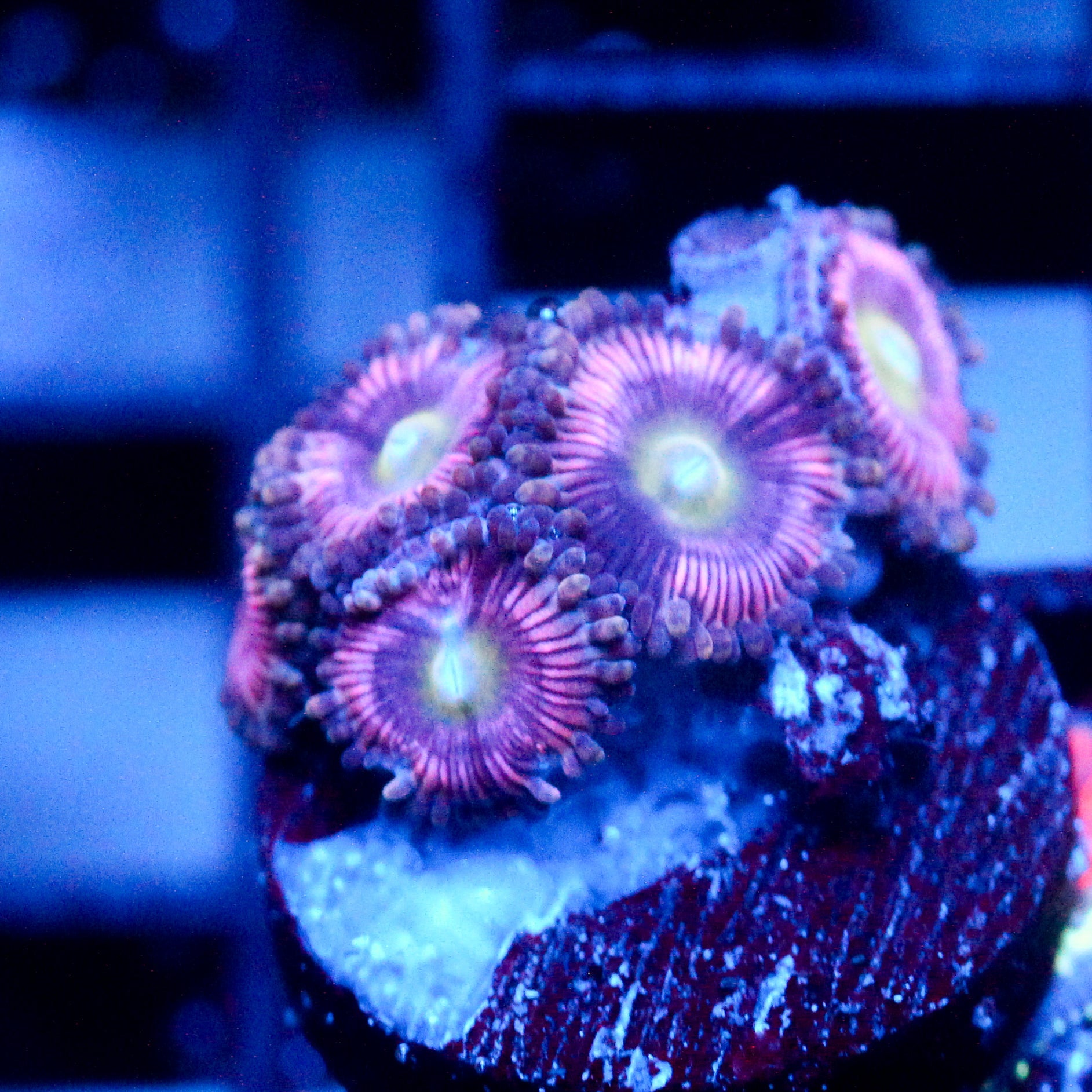 JC Sour Starburst Zoanthid