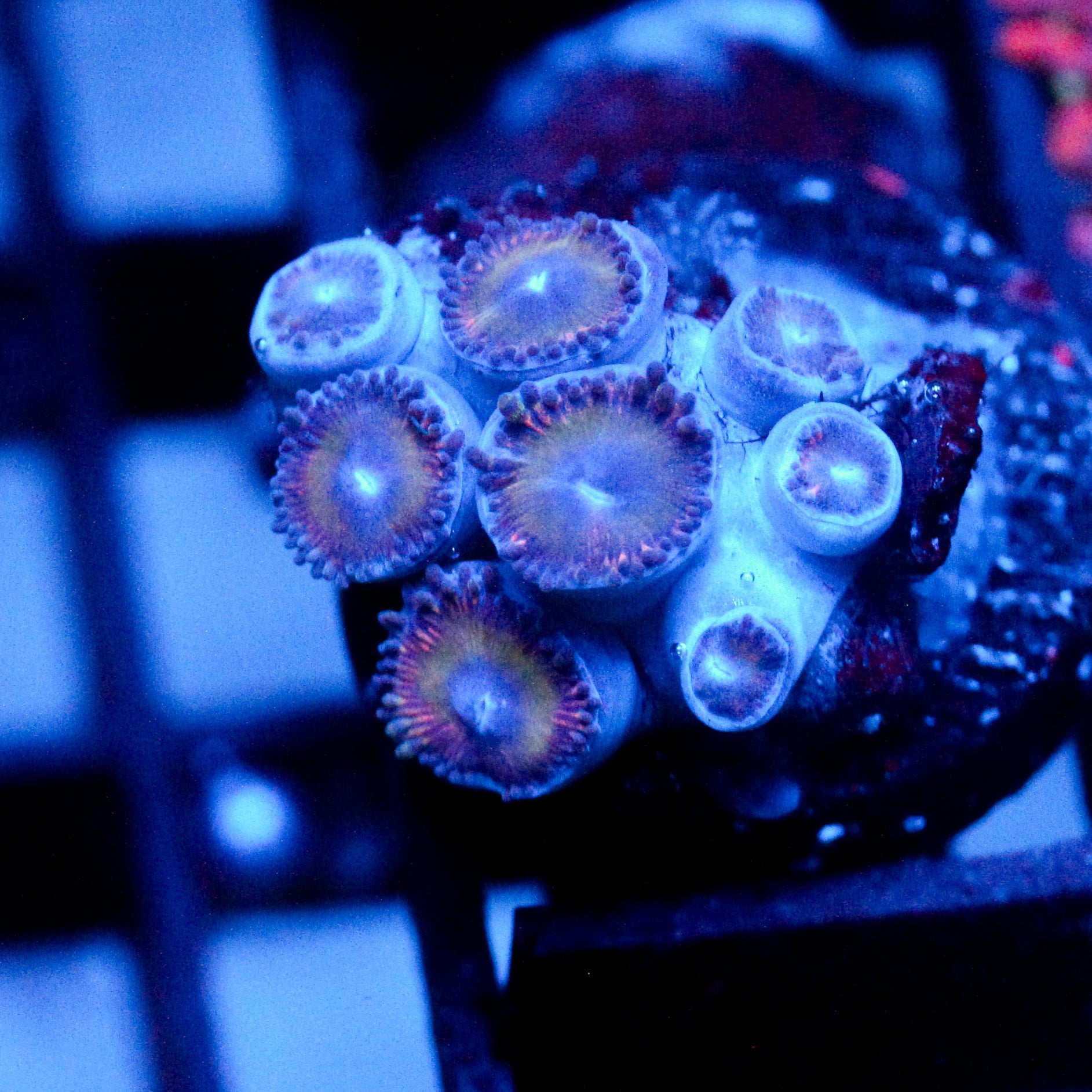 JC Candyman Zoanthid
