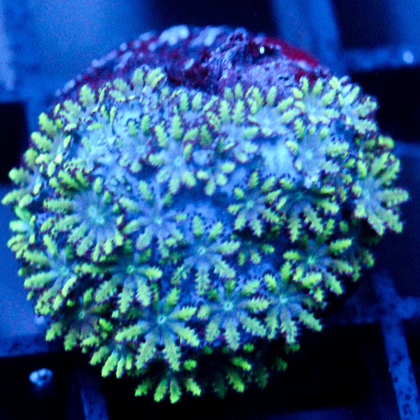 JC Atomic Sympodium