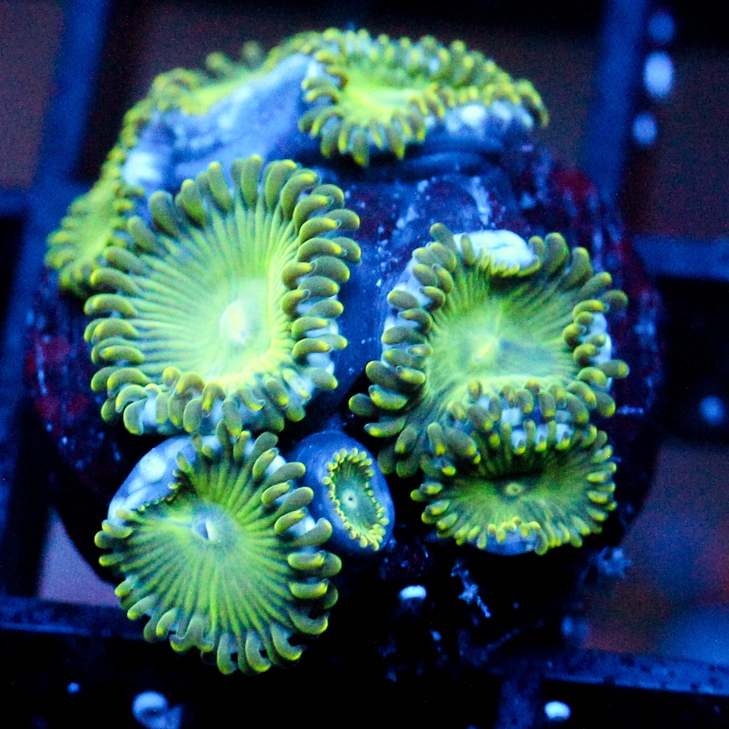 JC Lady Liberty Zoanthid