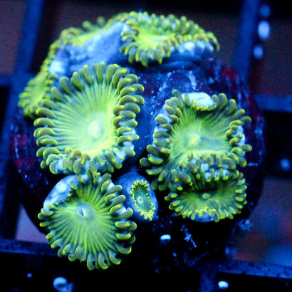 JC Lady Liberty Zoanthid