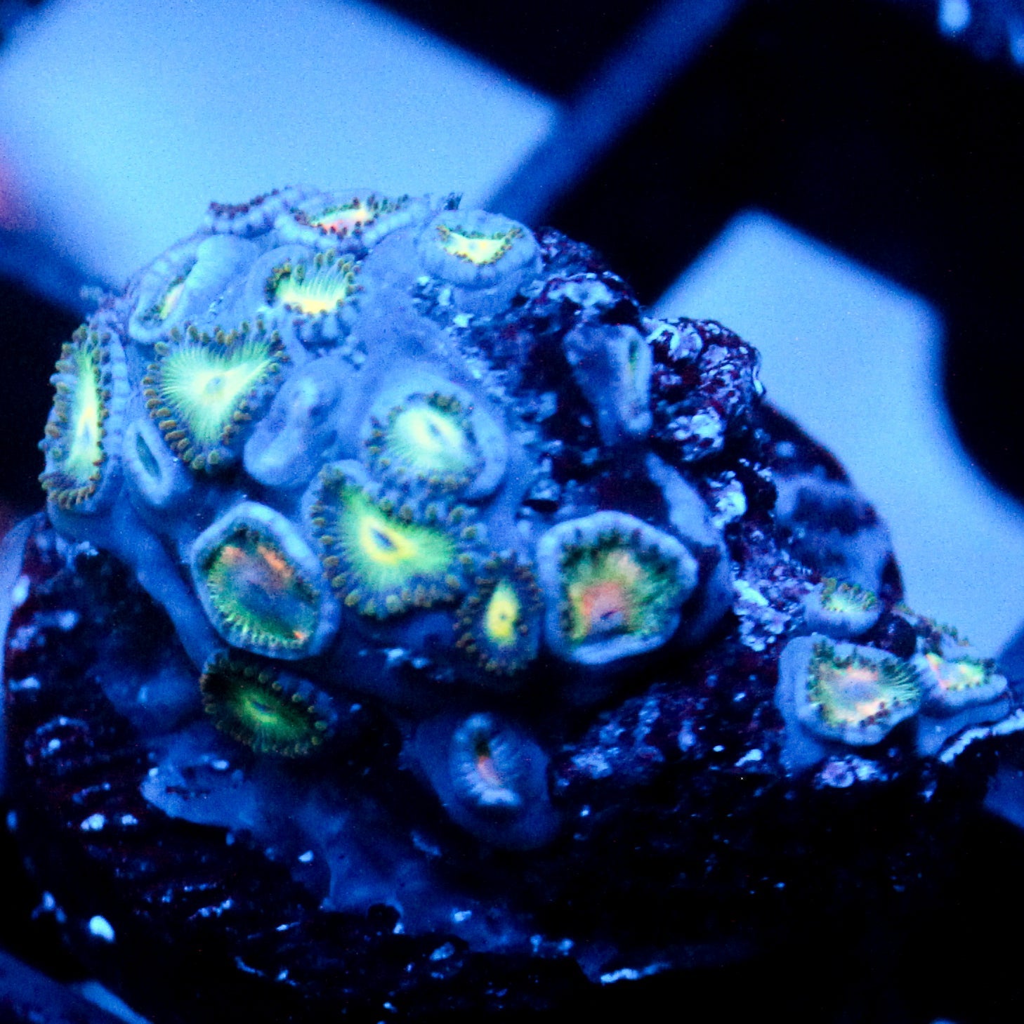 JC Sinister Zoas