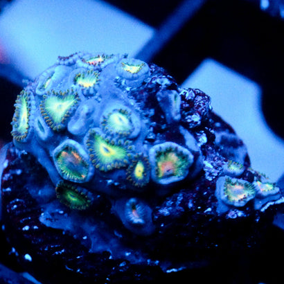 JC Sinister Zoas