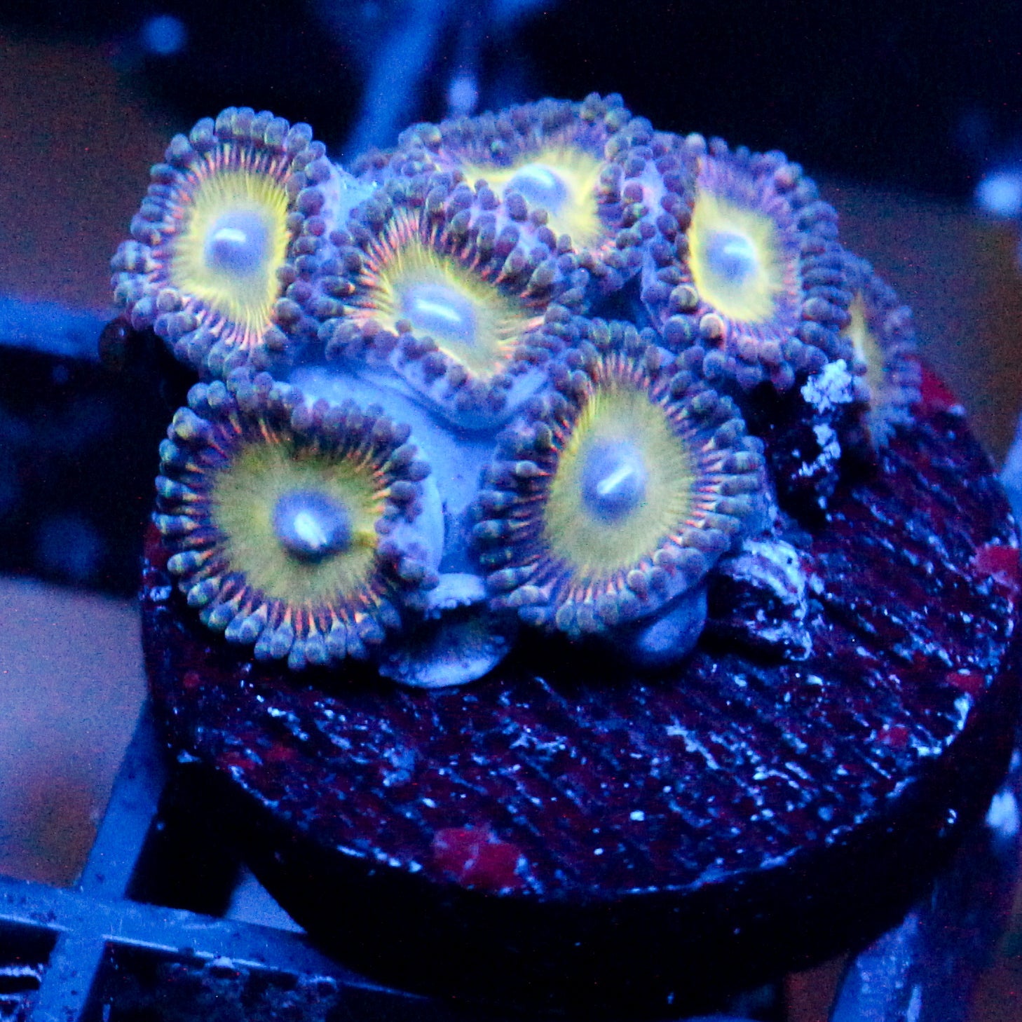 JC Candyman Zoanthid