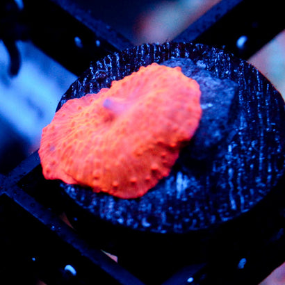 JC Iron Man Discosoma