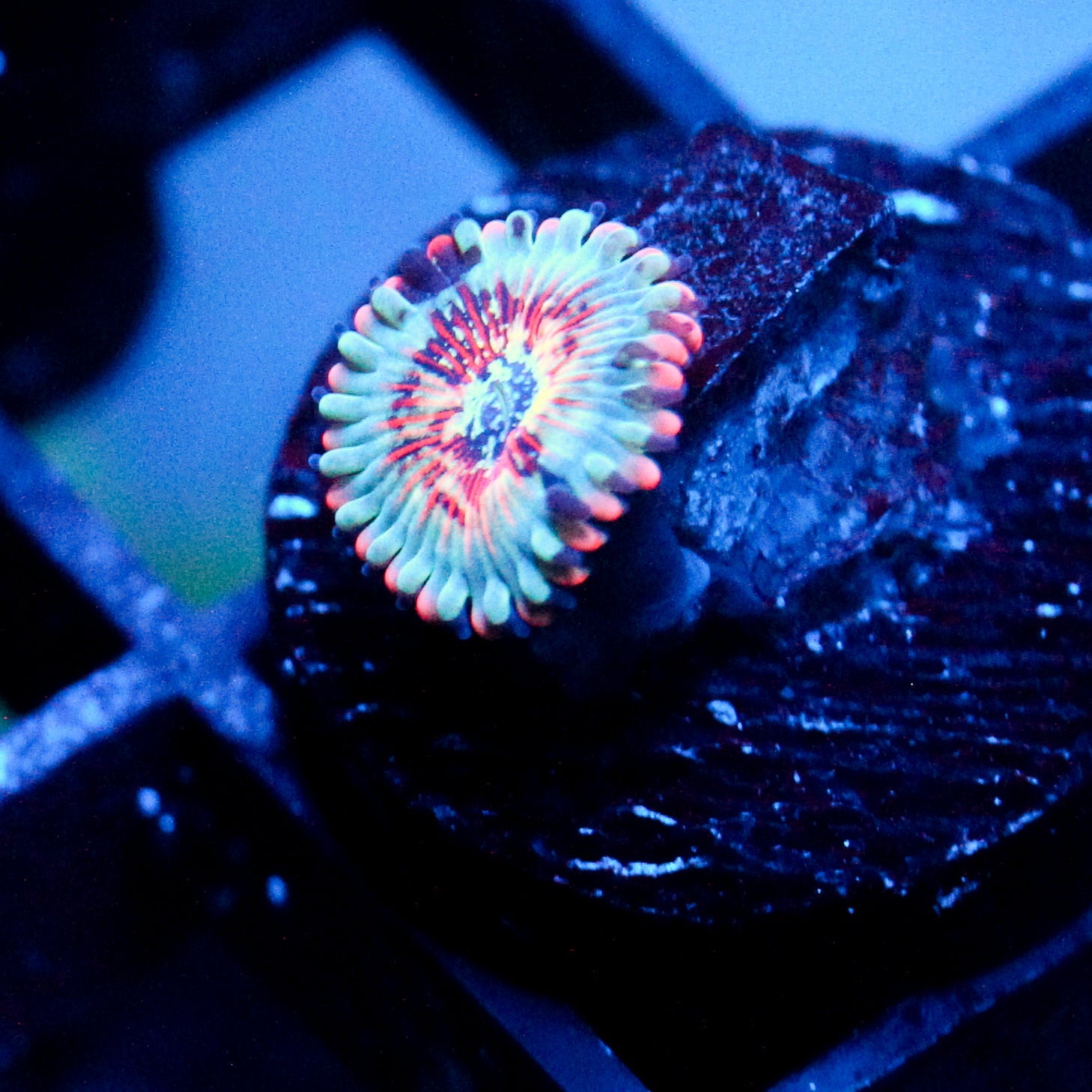 JC White Zombie Zoanthid