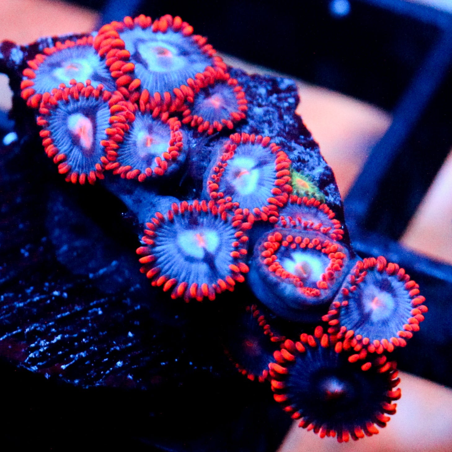JC Edge of Reality Zoanthid
