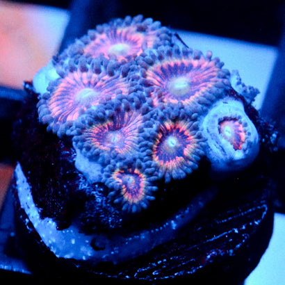 JC Armageddon Zoanthid