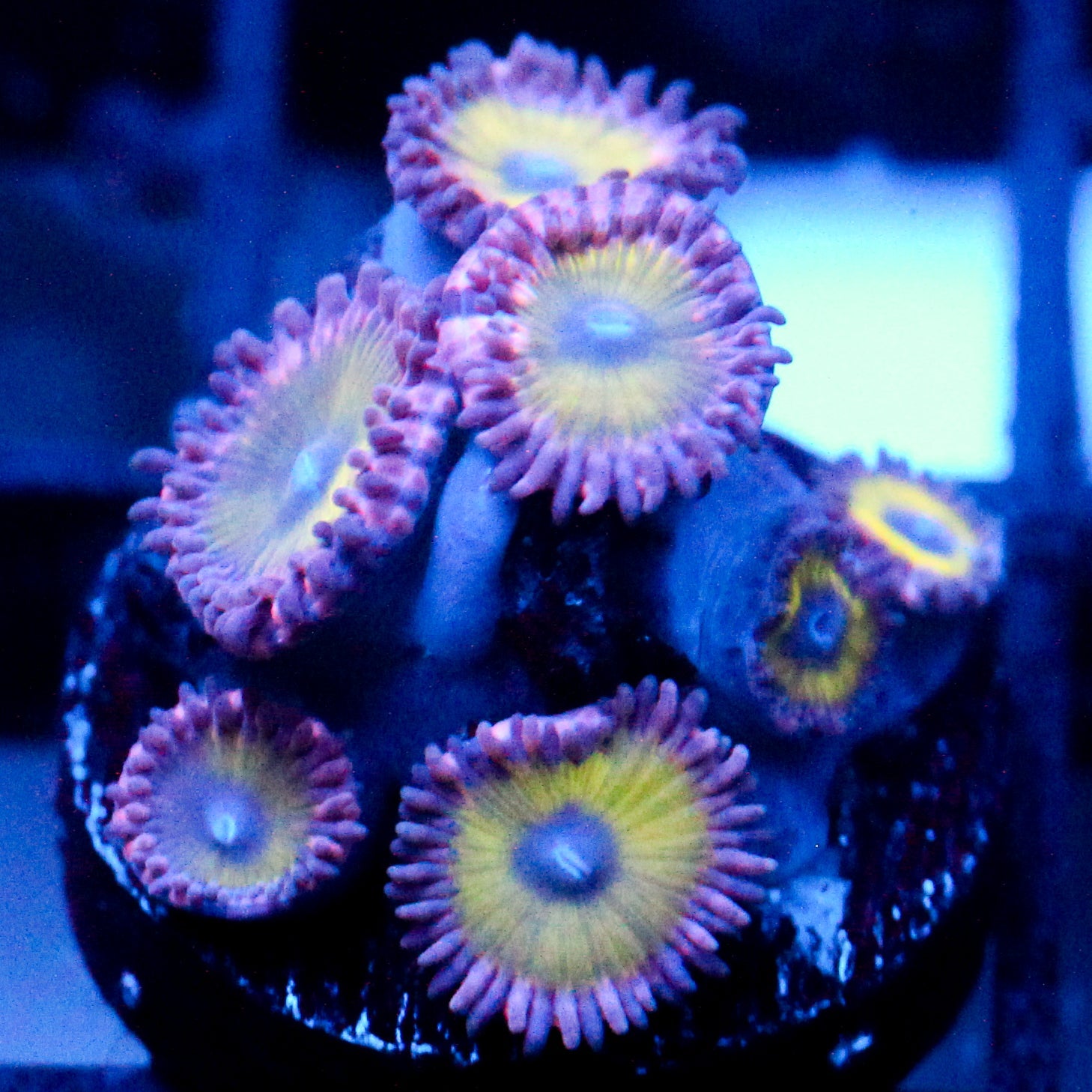 JC Flower Fall Zoanthid