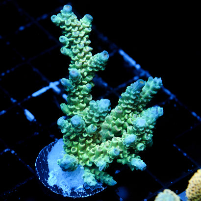 JC Great Forest
