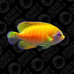 Bali Aquarich Tigerpyge Angelfish Grade C (Faint or No Stripe. See Youtube Link for WYSIWYG)
