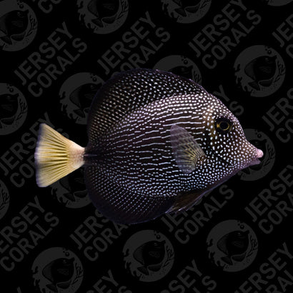 Lined Gem Tang 4"-5"