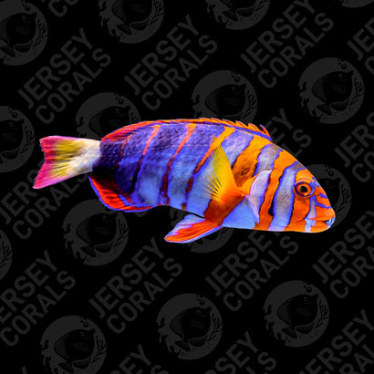 Bali Aquarich Harlequin Tusk (Juvenile)