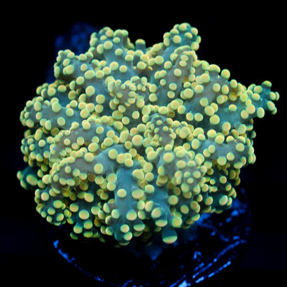 JC Yellow Glow Octo