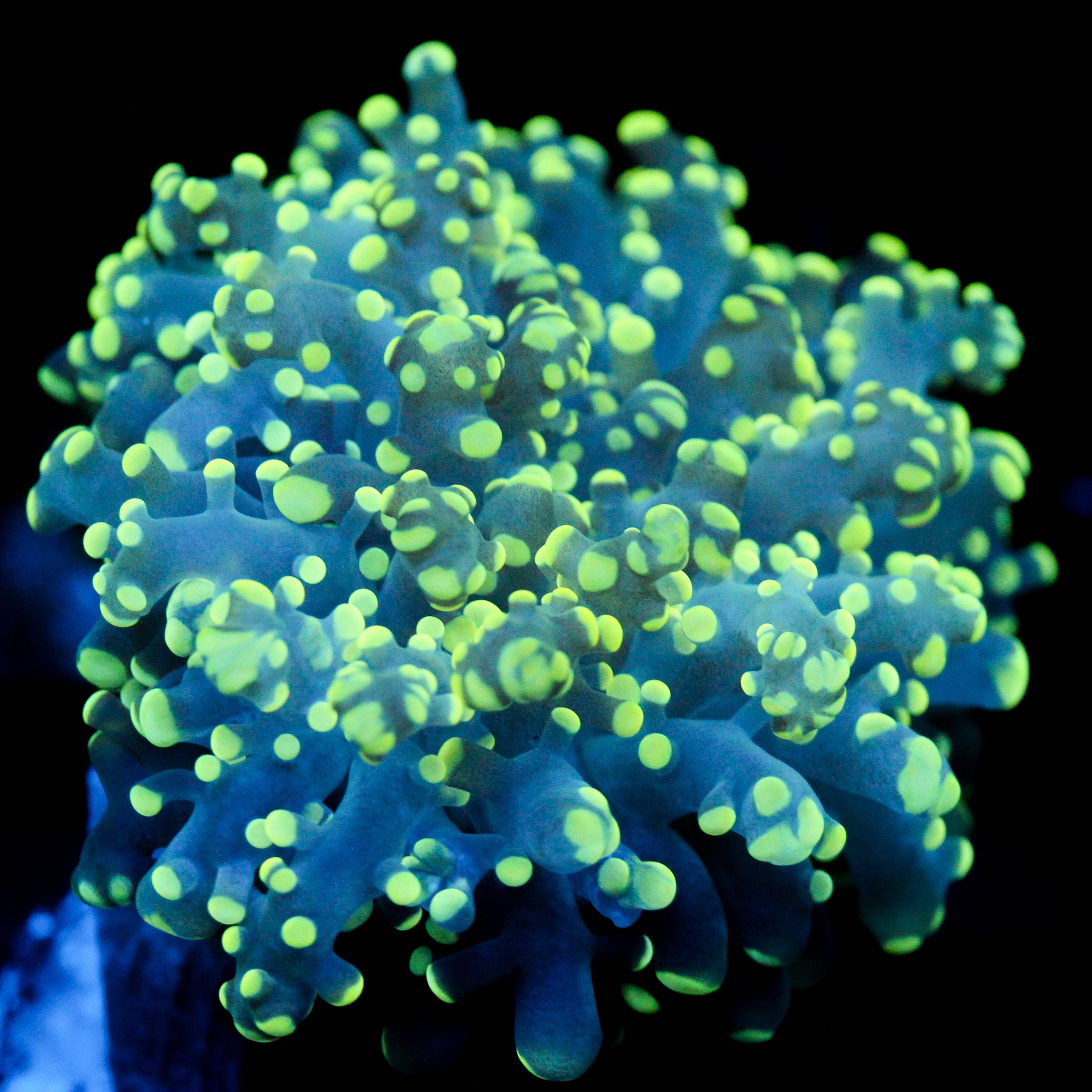 JC Green Grouch Octo