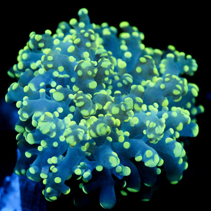 JC Green Grouch Octo
