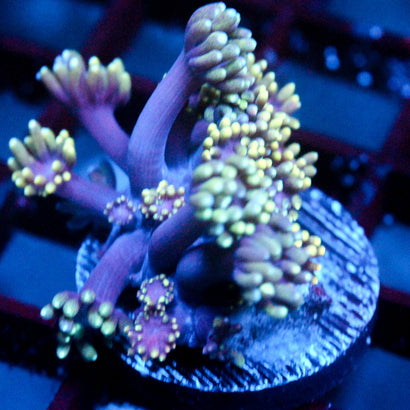 JC Tentacool Goni