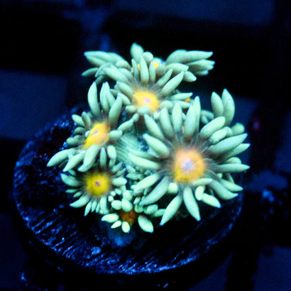 JC Sunflower Goni