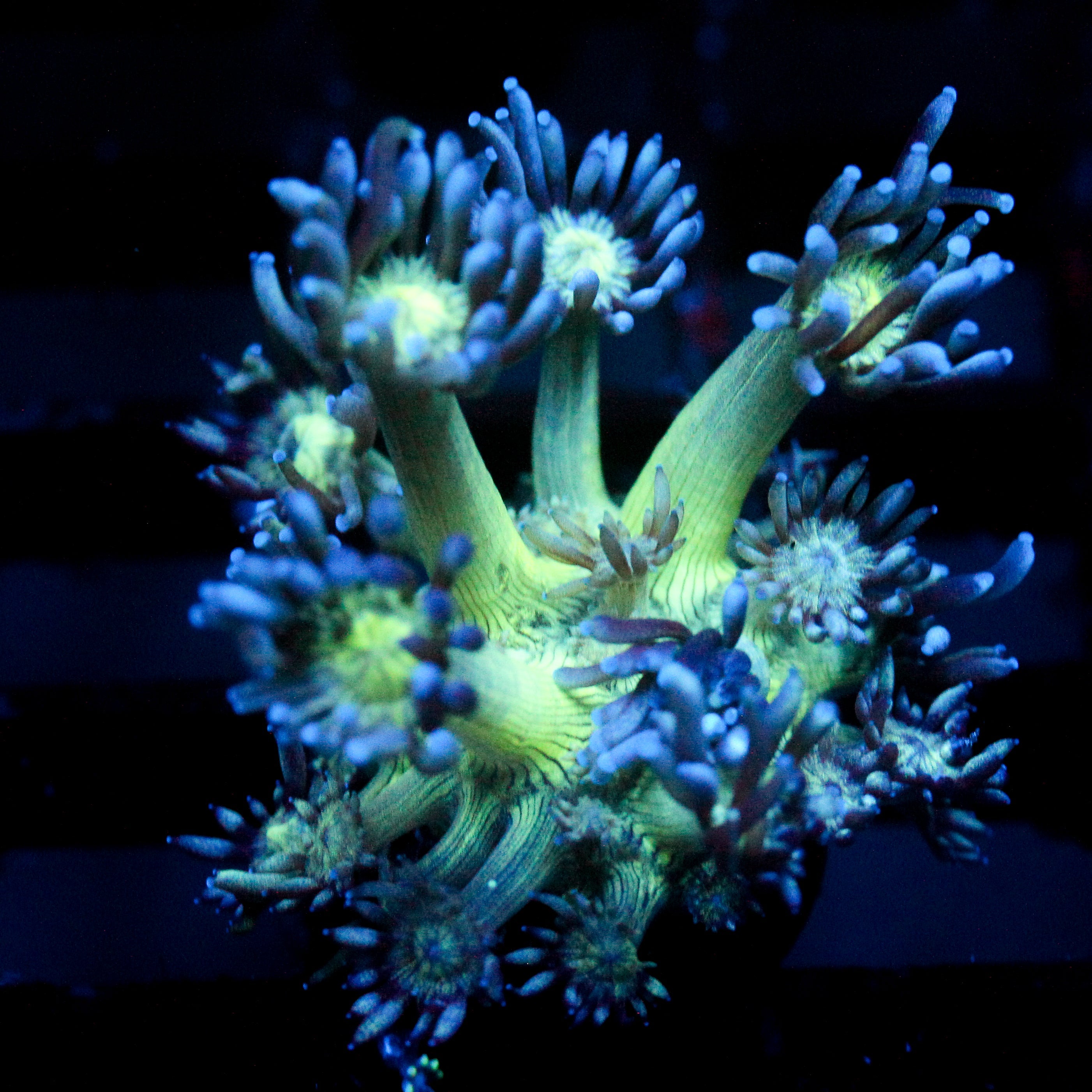 JC Peacock Goni