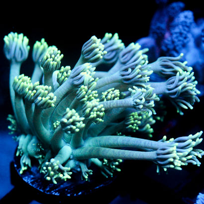 JC Seafoam Goni