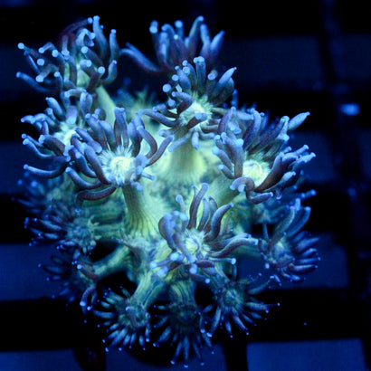 JC Peacock Goni