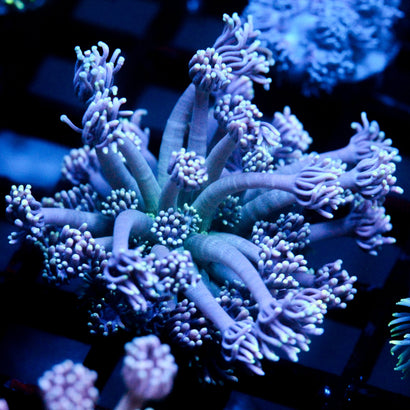 JC Lavender Mystery Goni