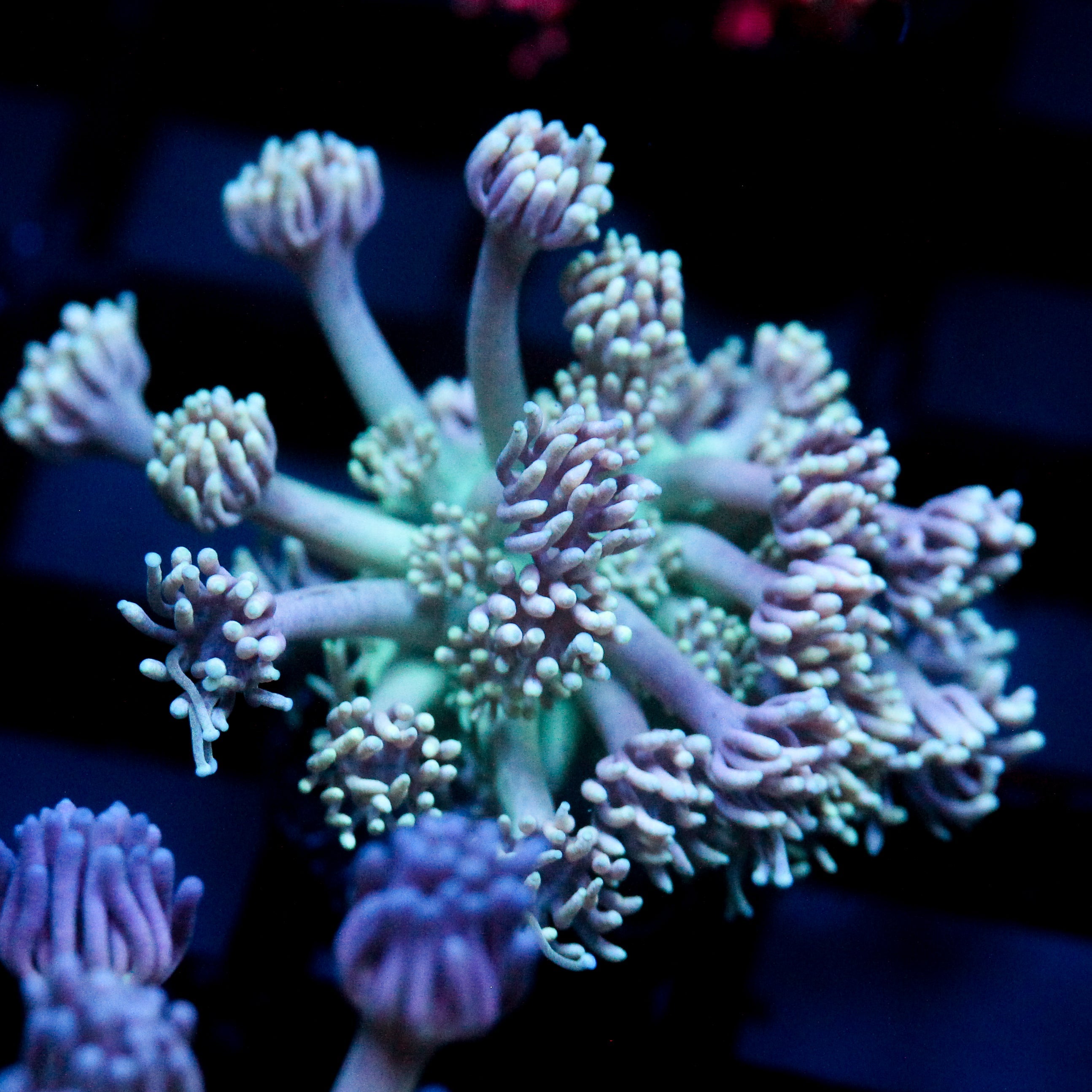 JC Lavender Mystery