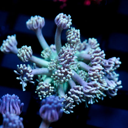 JC Lavender Mystery