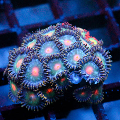 JC Alien Blood