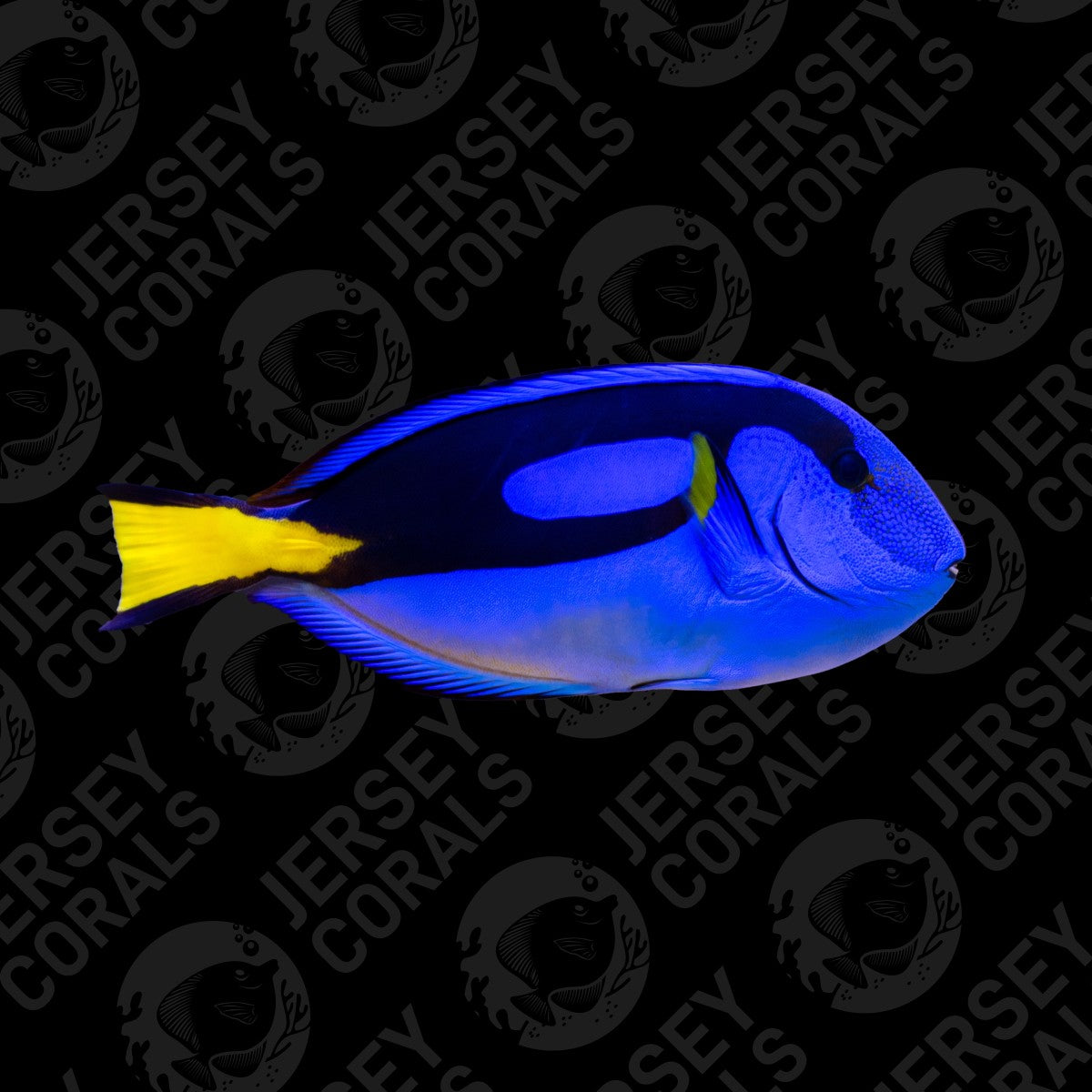 Biota Blue Hippo Tang