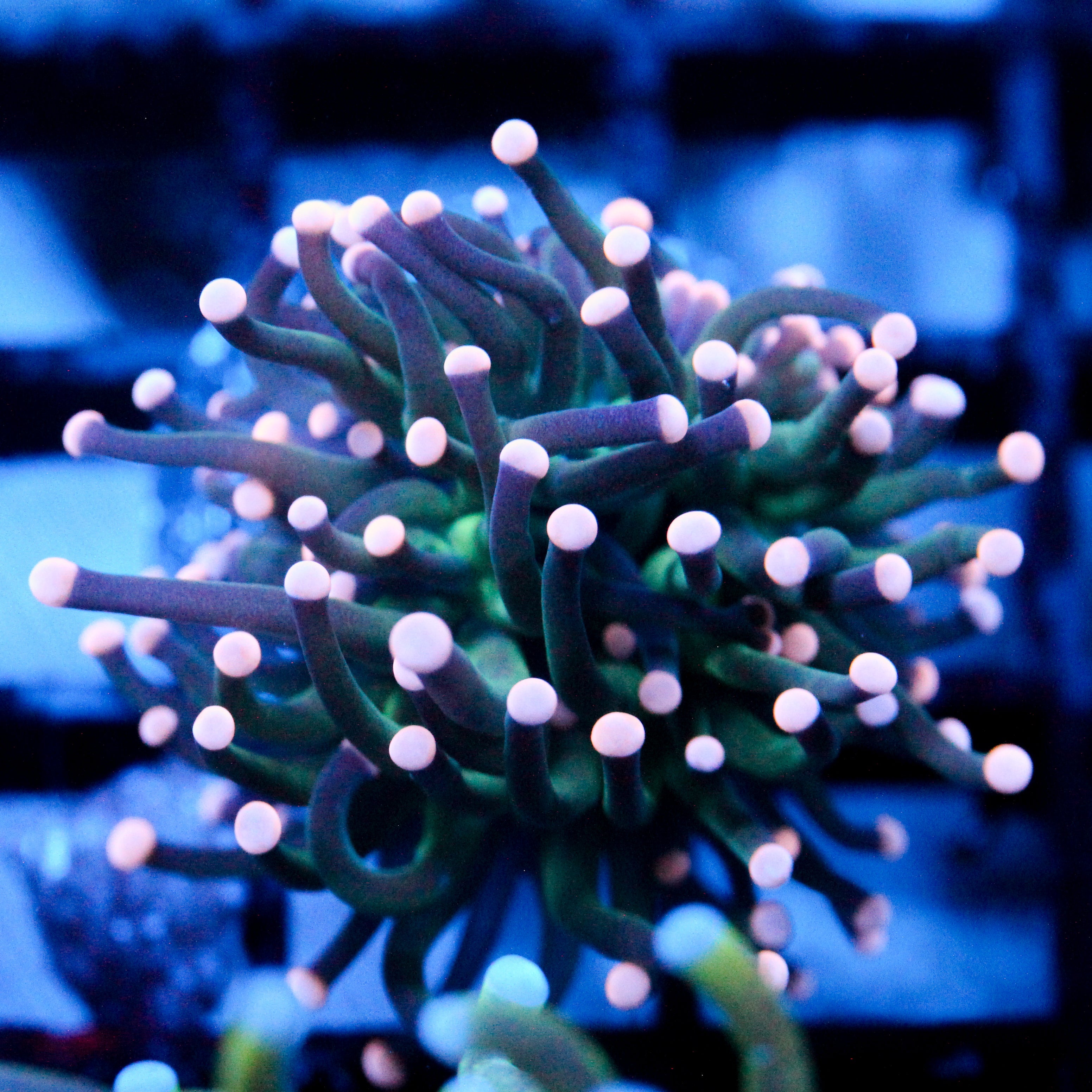 JC Coral Tip Torch