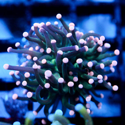 JC Coral Tip Torch