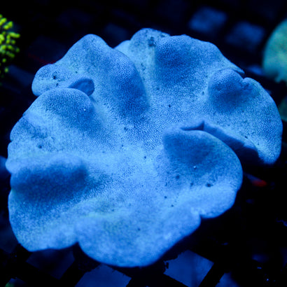 JC Toady Toad stool