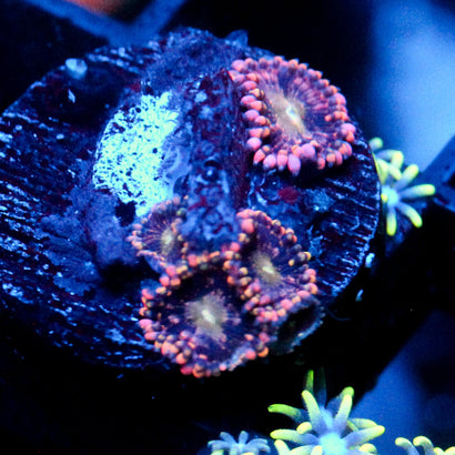 JC Bozos Birthday Zoanthid