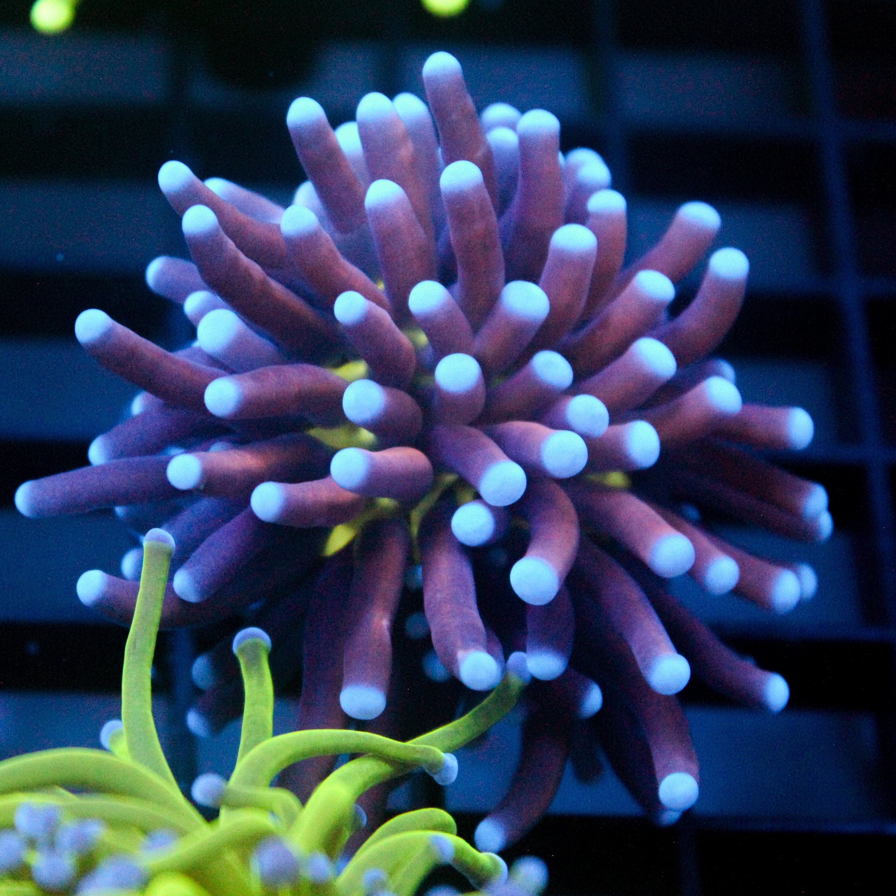JC Underglow Torch
