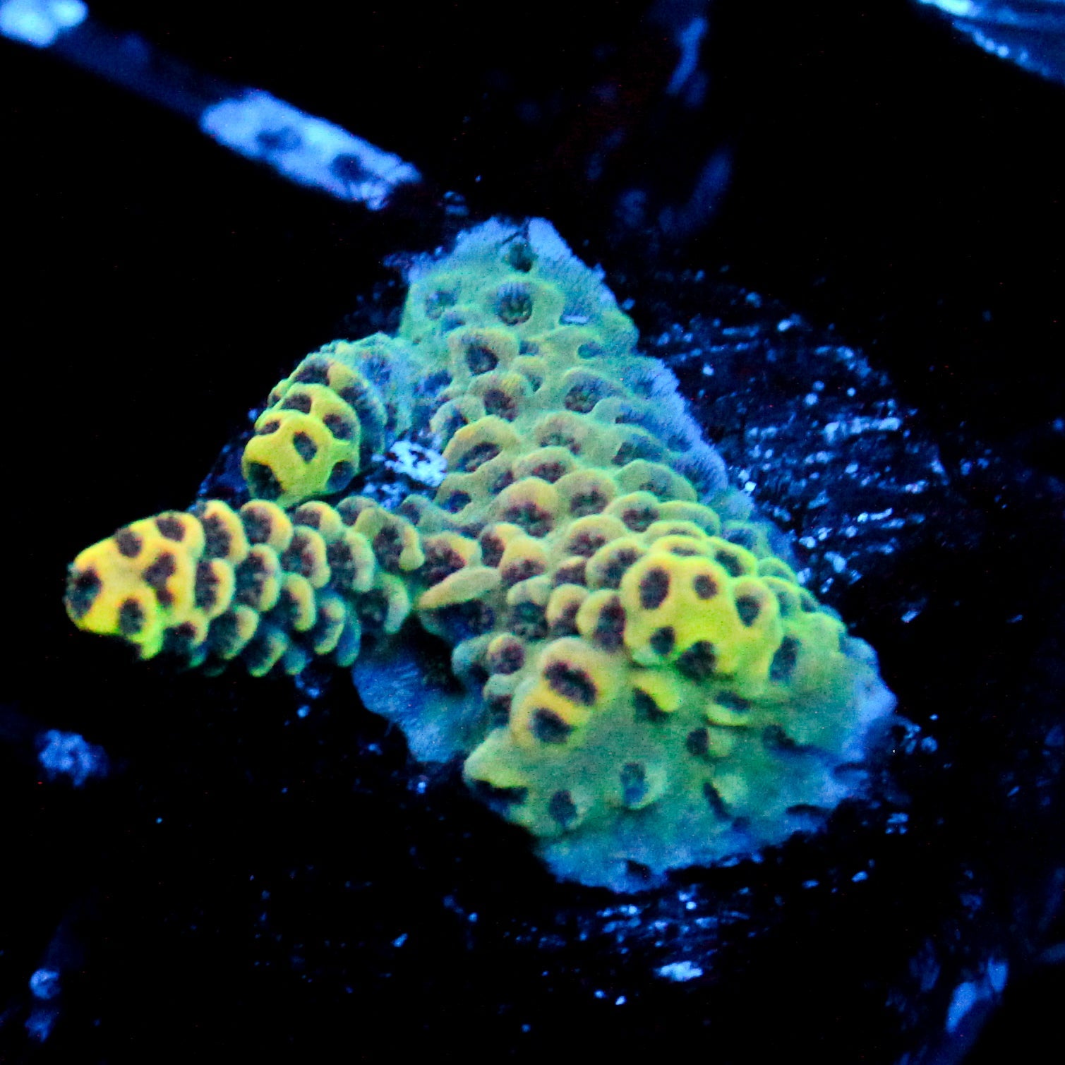JC Rainbow Pineapple