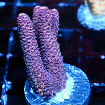 JC Pink Viper