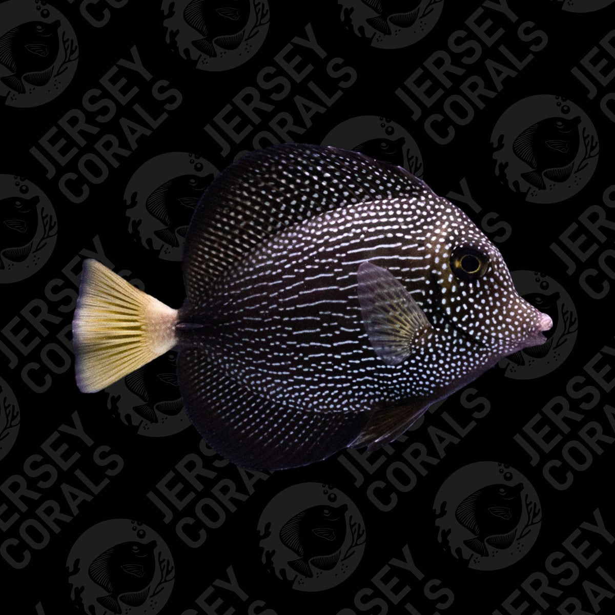 Lined Gem Tang 4"-5"