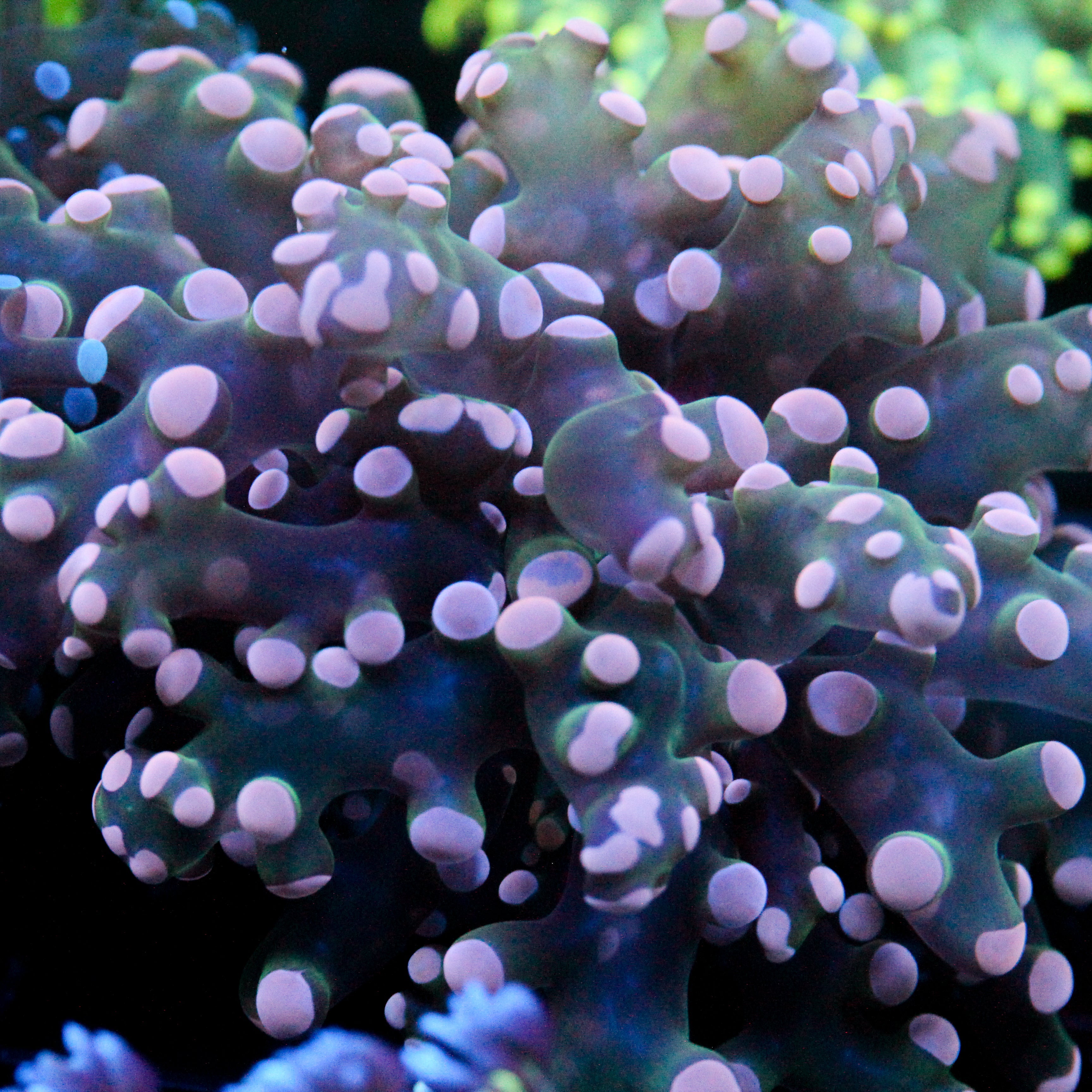 JC Pink Tip Octo