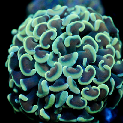 JC Blue Bouquet Hammer