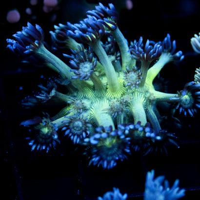 JC Peacock Goni