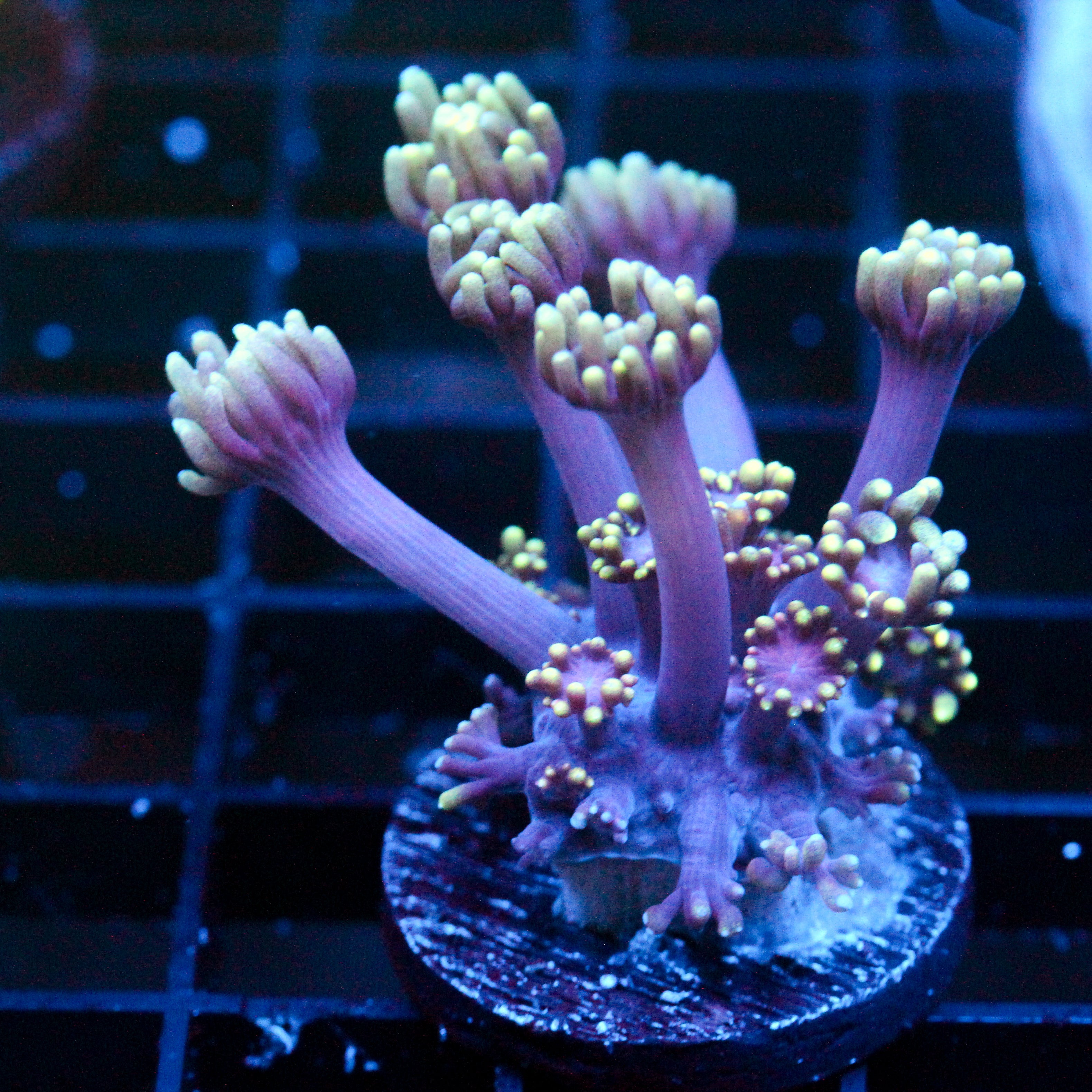 JC Tentacool Goni