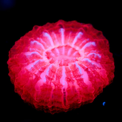 JC Pink Meltdown Mini 1"-1.25" Cynarina