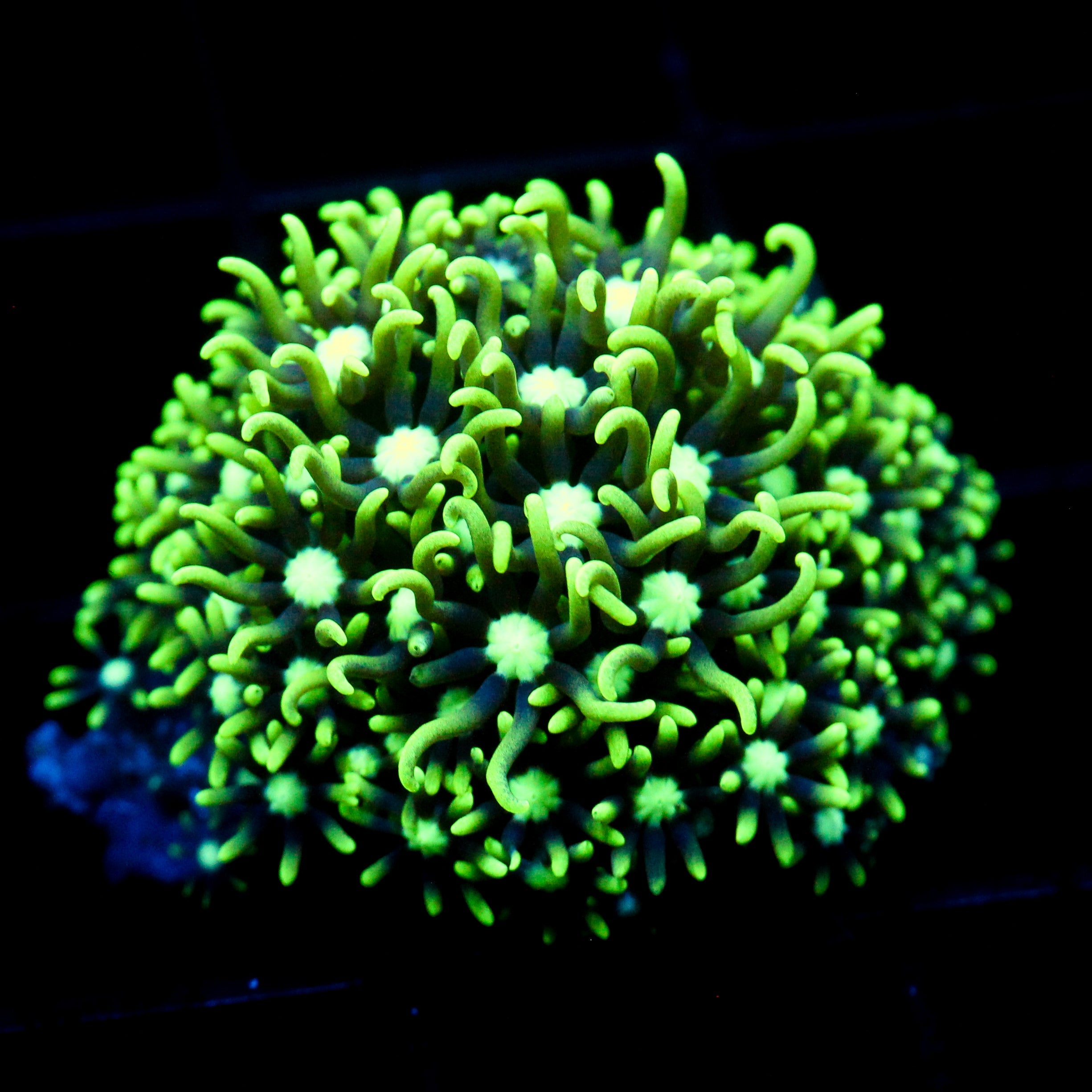 JC GSP